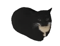 :cat_yaoayaoa: